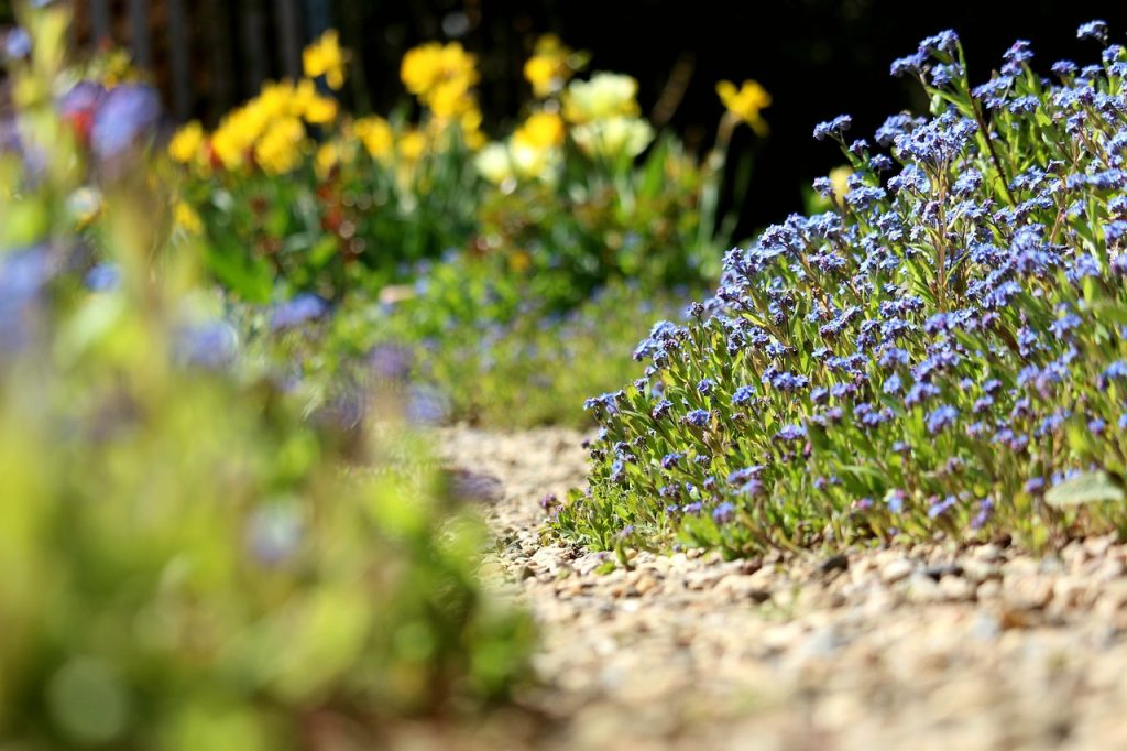 forget me not, garden, garden path-7209260.jpg